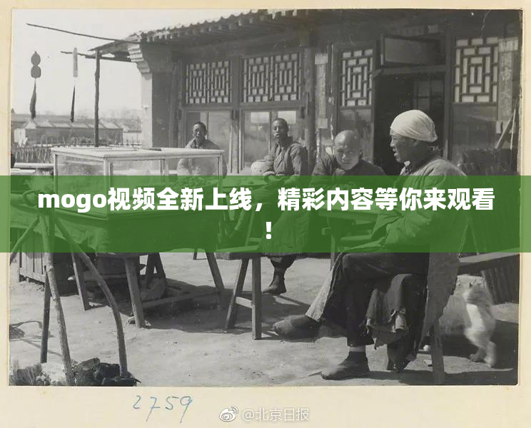 mogo视频全新上线，精彩内容等你来观看！