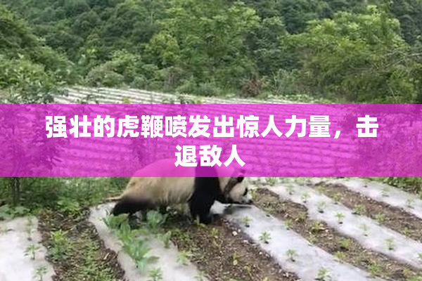 强壮的虎鞭喷发出惊人力量，击退敌人