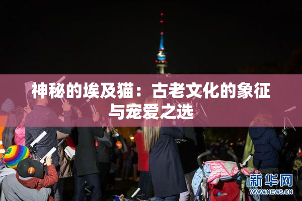 神秘的埃及猫：古老文化的象征与宠爱之选