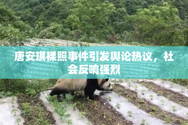唐安琪裸照事件引发舆论热议，社会反响强烈