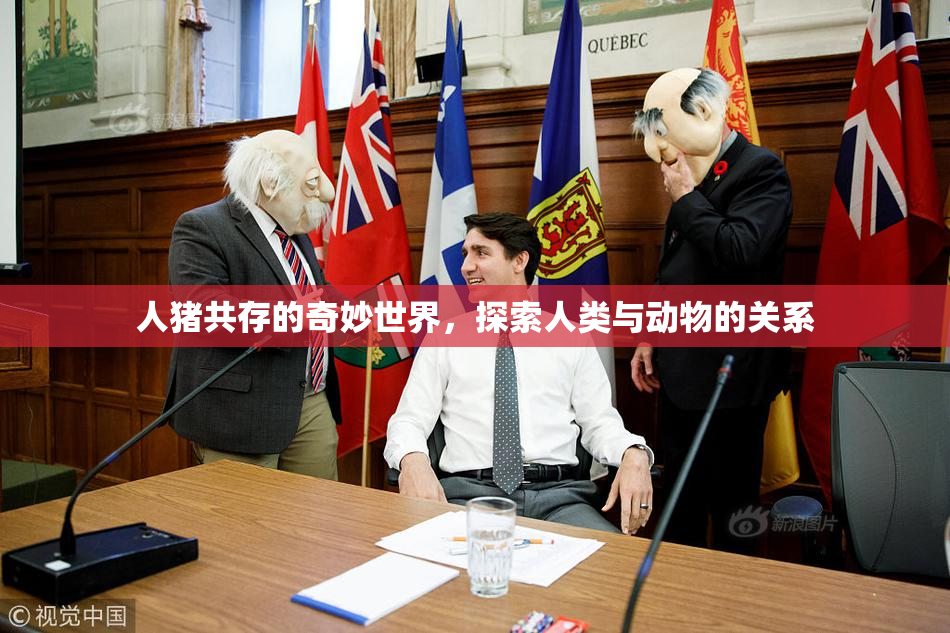 人猪共存的奇妙世界，探索人类与动物的关系
