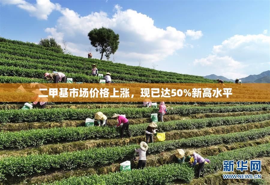 二甲基市场价格上涨，现已达50%新高水平