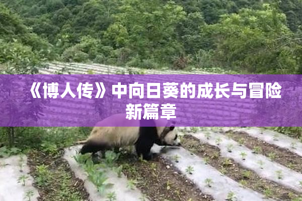 《博人传》中向日葵的成长与冒险新篇章