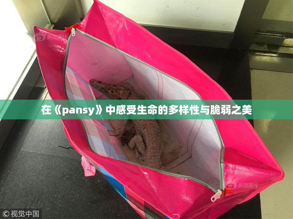 在《pansy》中感受生命的多样性与脆弱之美