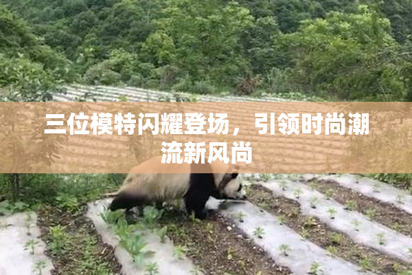 三位模特闪耀登场，引领时尚潮流新风尚