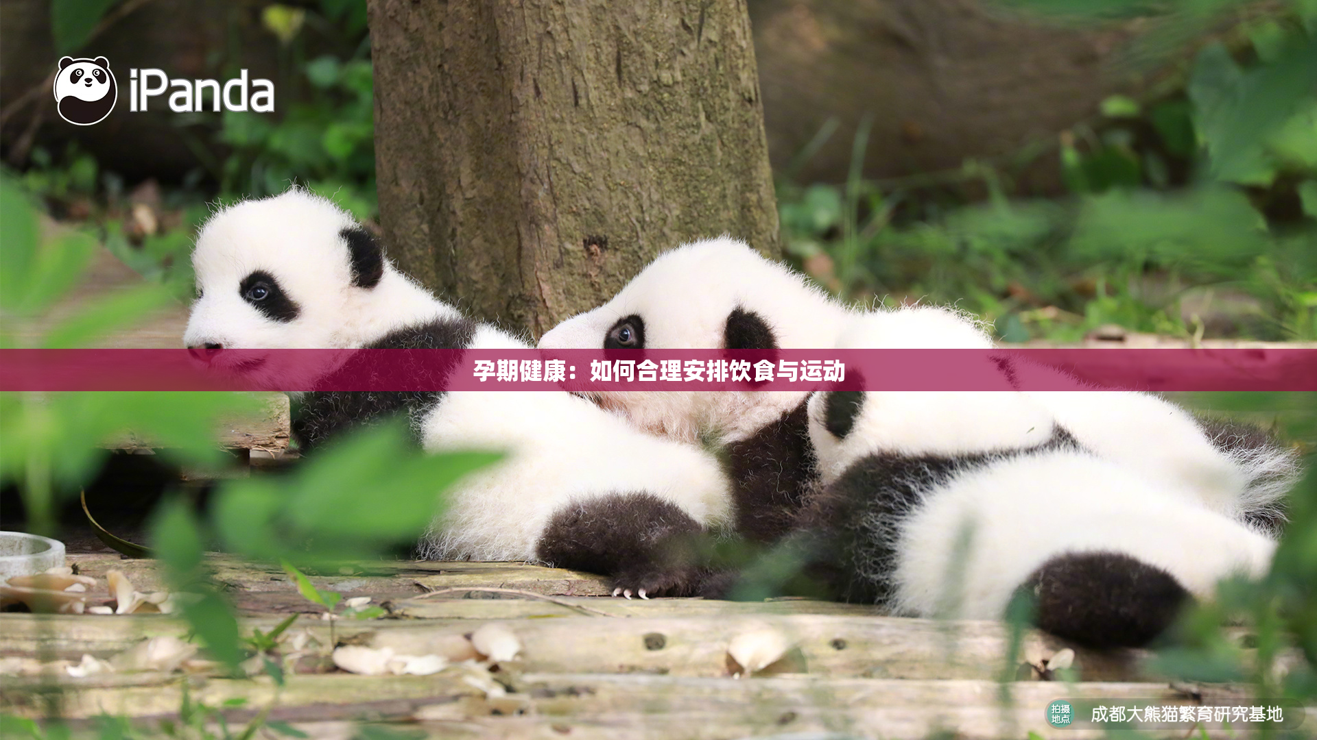 孕期健康：如何合理安排饮食与运动