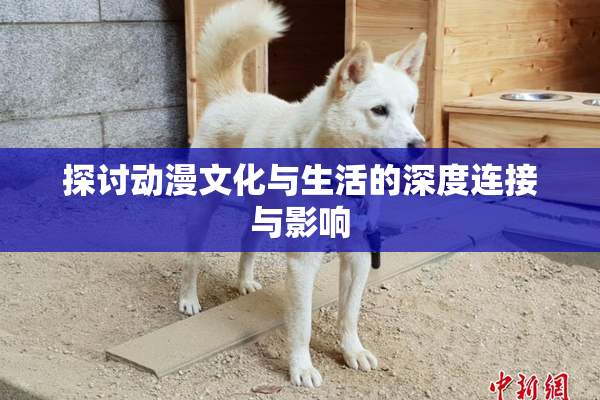探讨动漫文化与生活的深度连接与影响