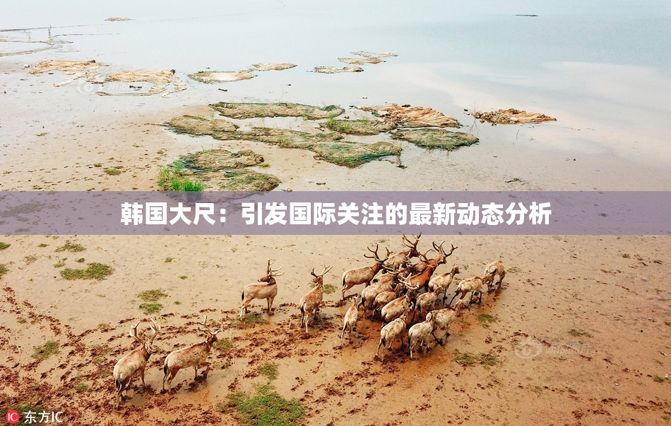韩国大尺：引发国际关注的最新动态分析