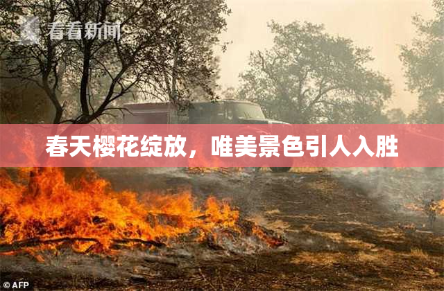 春天樱花绽放，唯美景色引人入胜