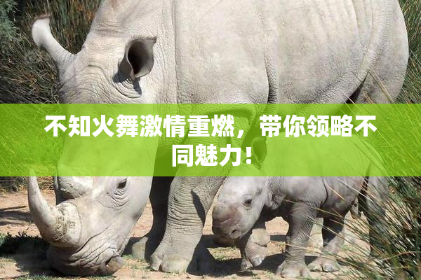 不知火舞激情重燃，带你领略不同魅力！