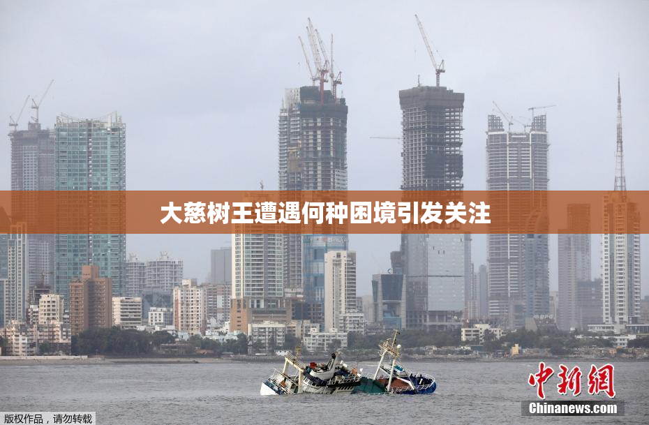 大慈树王遭遇何种困境引发关注