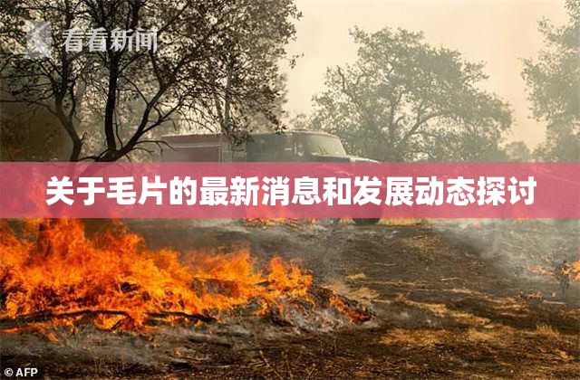 关于毛片的最新消息和发展动态探讨