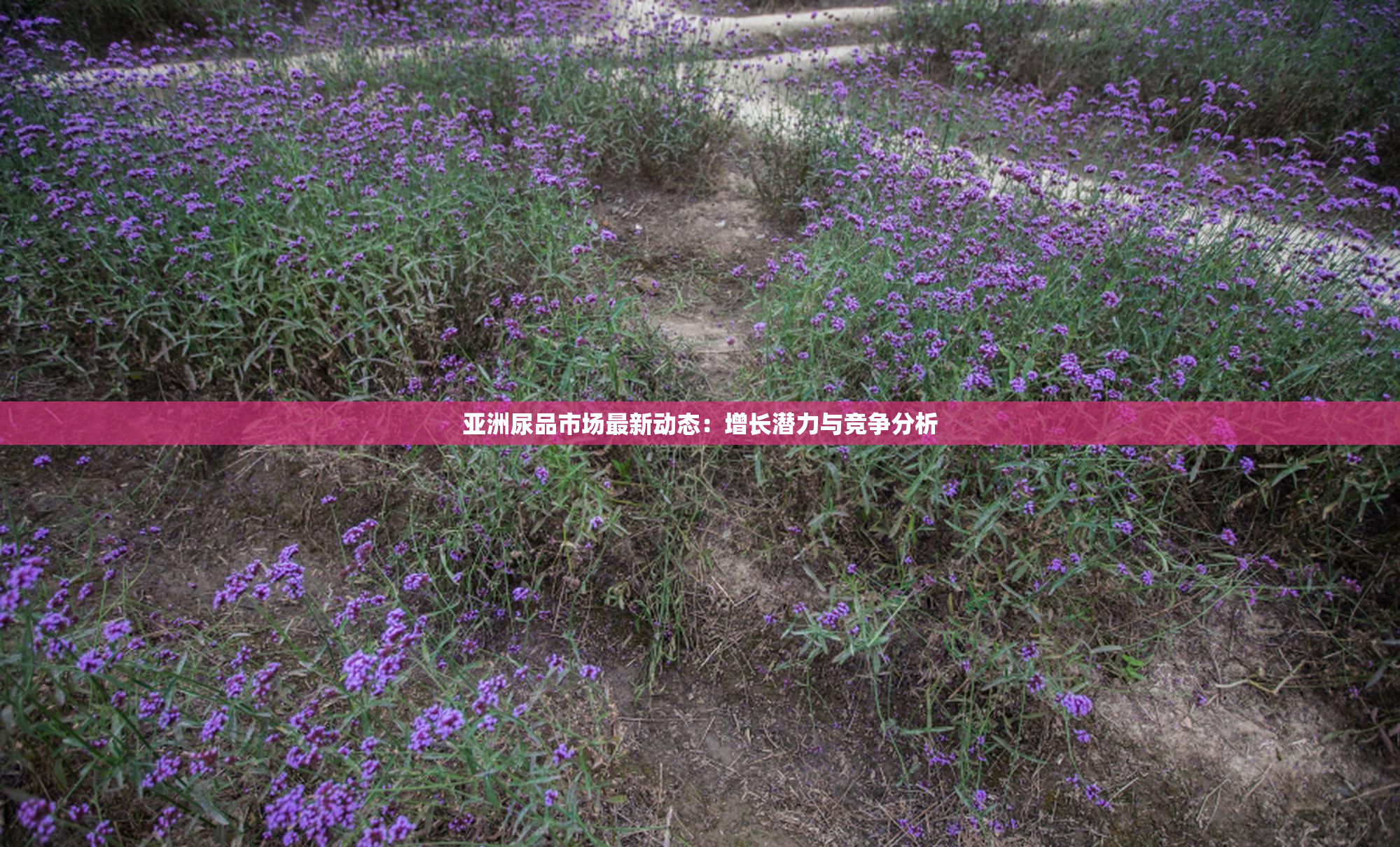 亚洲尿品市场最新动态：增长潜力与竞争分析