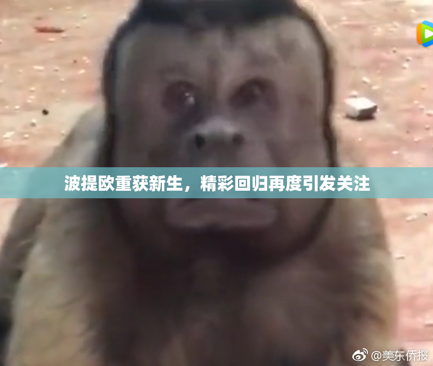 波提欧重获新生，精彩回归再度引发关注