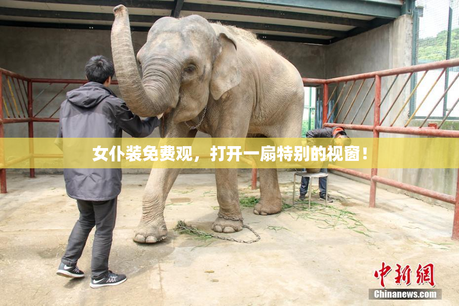 女仆装免费观，打开一扇特别的视窗！