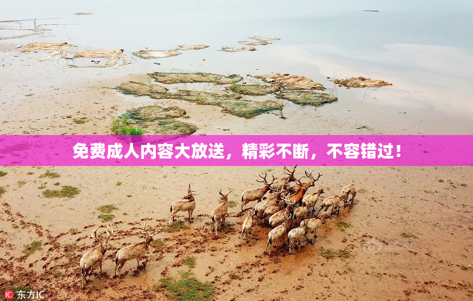 免费成人内容大放送，精彩不断，不容错过！