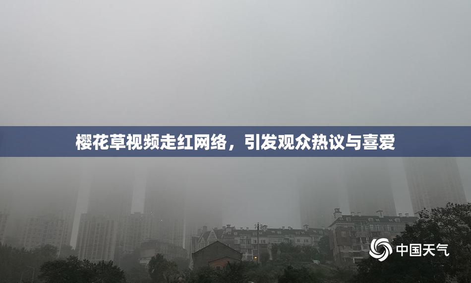樱花草视频走红网络，引发观众热议与喜爱