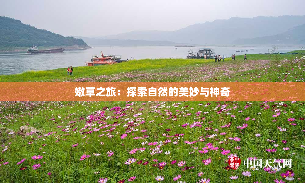 嫩草之旅：探索自然的美妙与神奇
