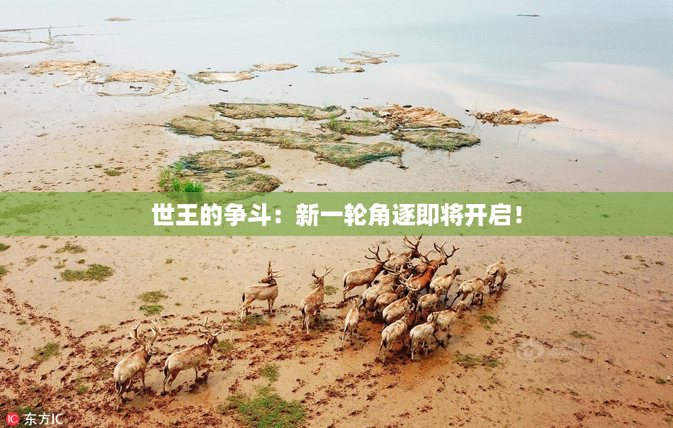 世王的争斗：新一轮角逐即将开启！