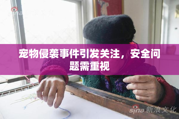宠物侵袭事件引发关注，安全问题需重视