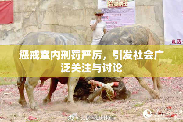 惩戒室内刑罚严厉，引发社会广泛关注与讨论