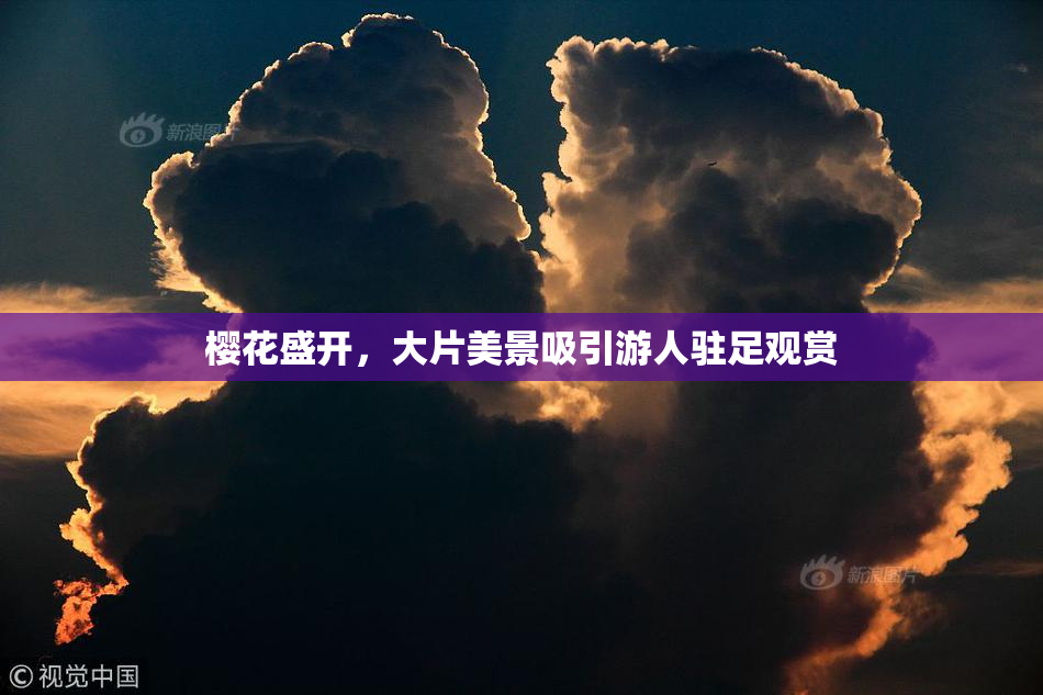 樱花盛开，大片美景吸引游人驻足观赏