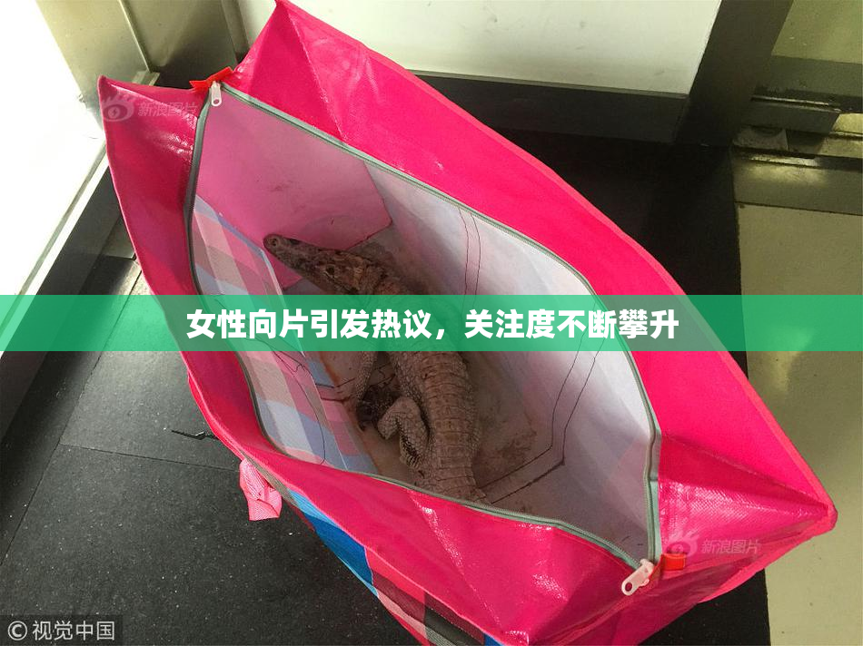 女性向片引发热议，关注度不断攀升