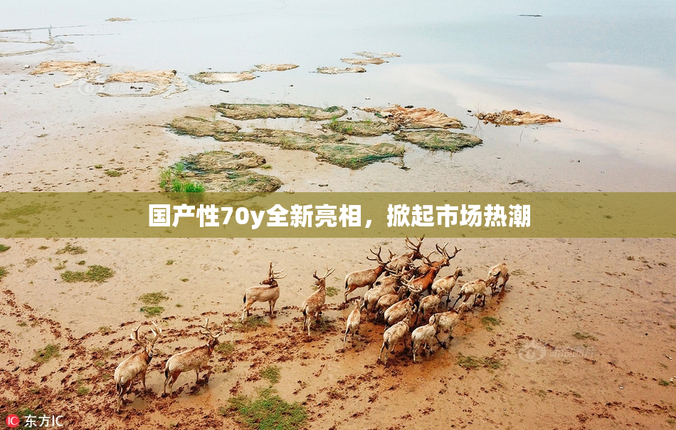 国产性70y全新亮相，掀起市场热潮