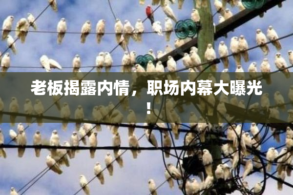 老板揭露内情，职场内幕大曝光！