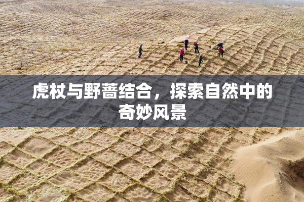 虎杖与野蔷结合，探索自然中的奇妙风景