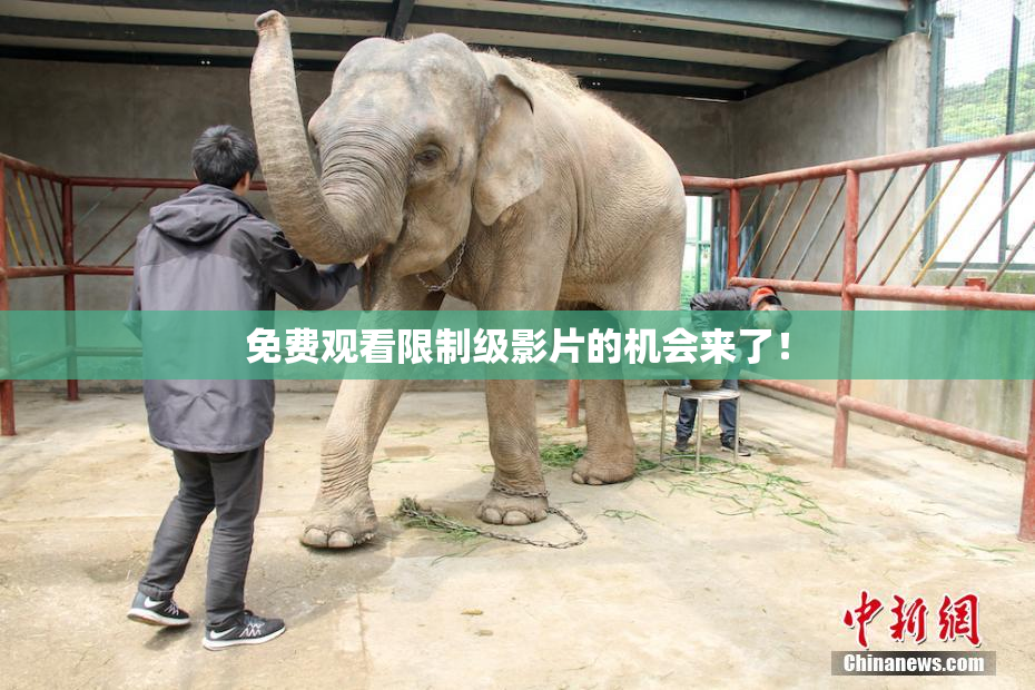 免费观看限制级影片的机会来了！