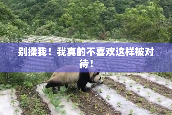 别揉我！我真的不喜欢这样被对待！