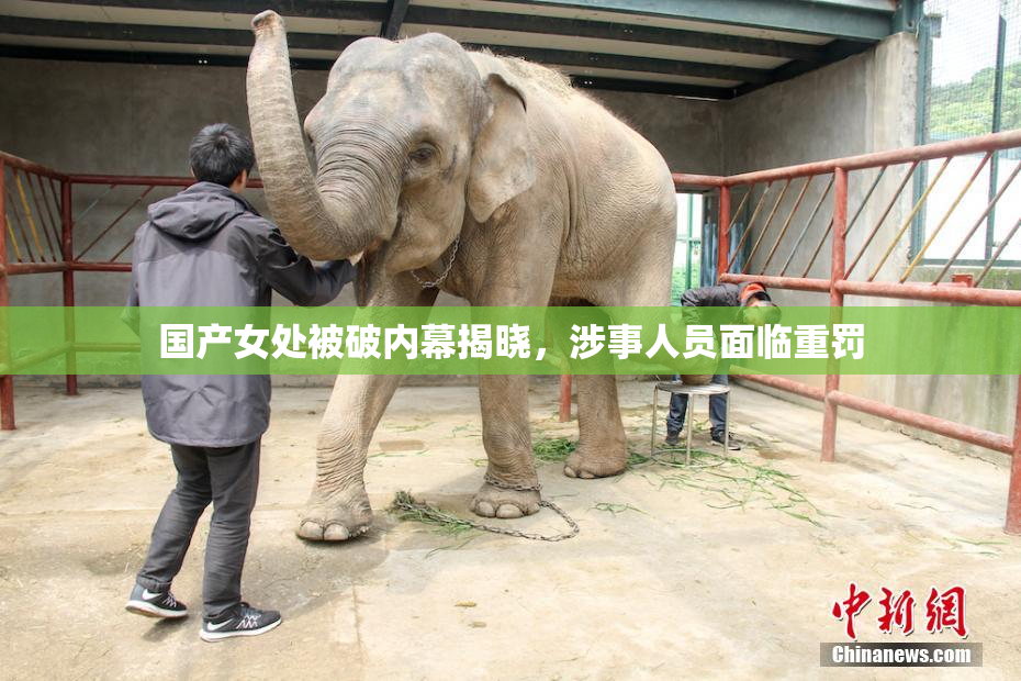 国产女处被破内幕揭晓，涉事人员面临重罚