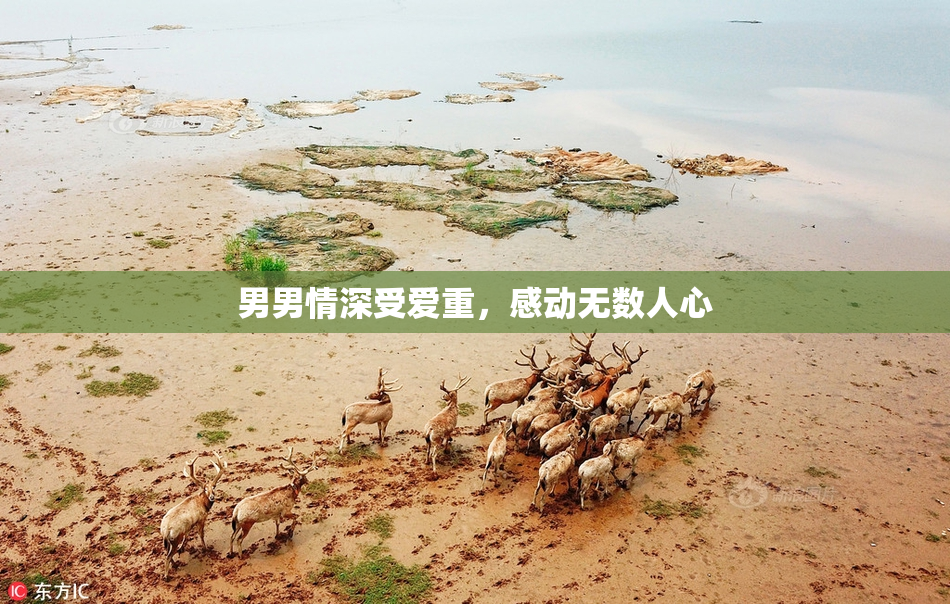 男男情深受爱重，感动无数人心