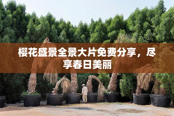 樱花盛景全景大片免费分享，尽享春日美丽