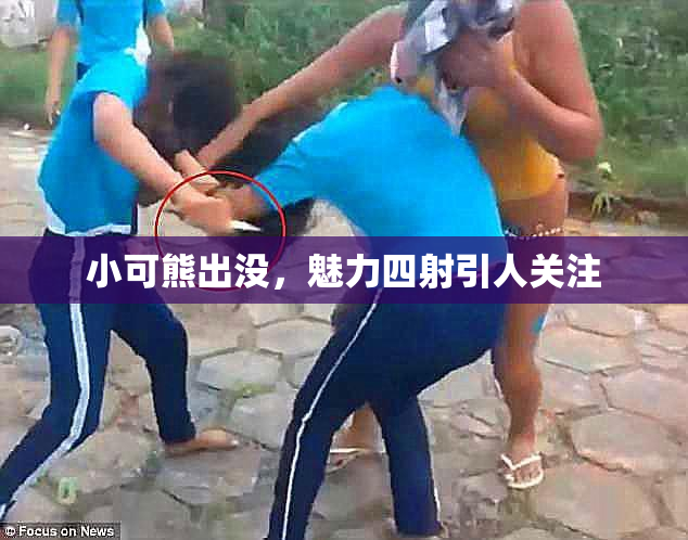 小可熊出没，魅力四射引人关注
