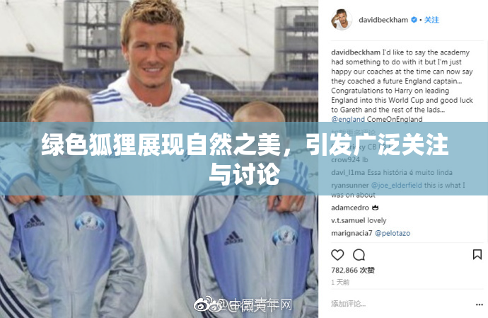 绿色狐狸展现自然之美，引发广泛关注与讨论