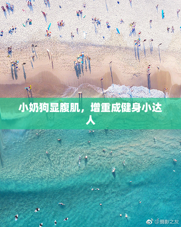 小奶狗显腹肌，增重成健身小达人