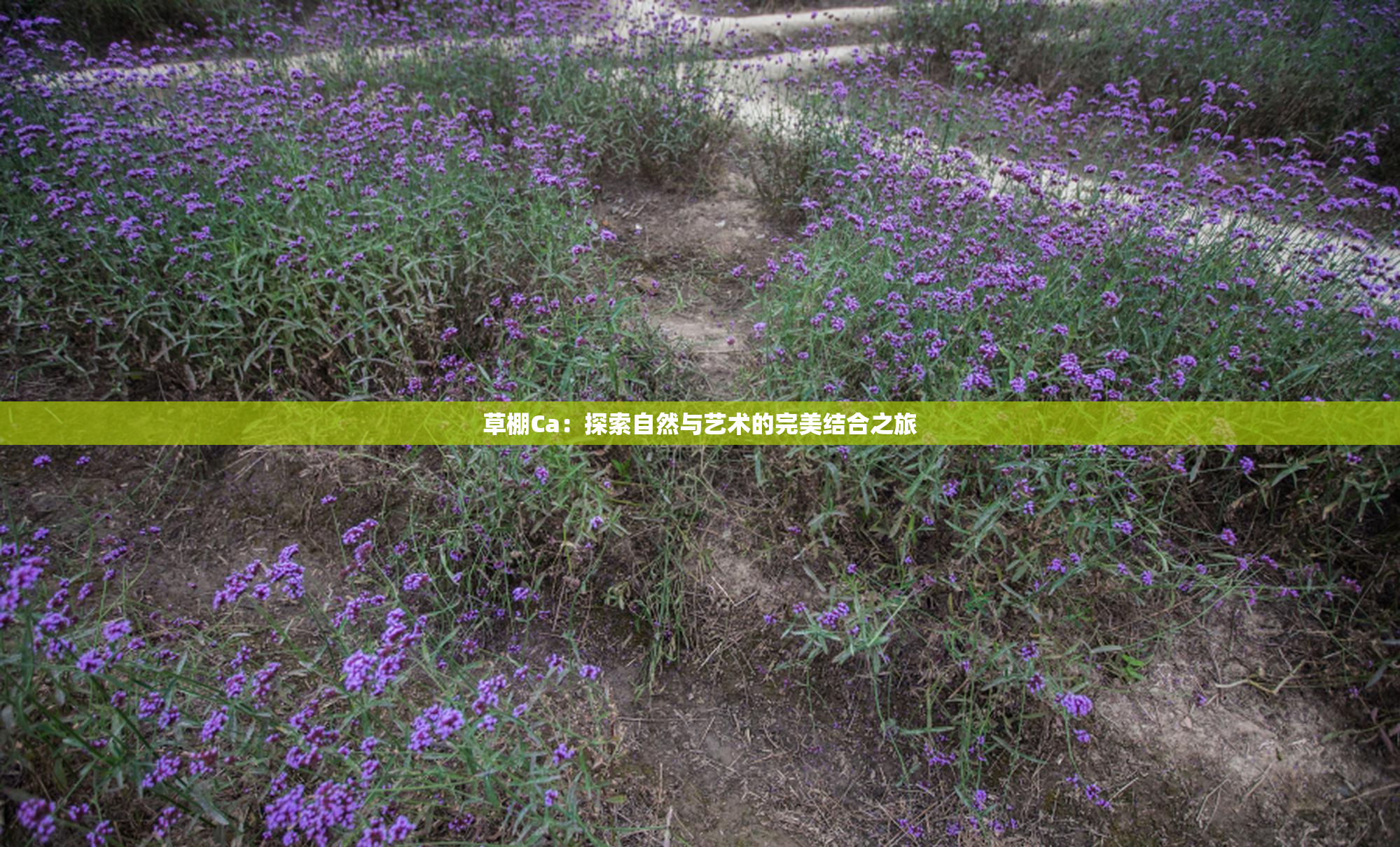 草棚Ca：探索自然与艺术的完美结合之旅