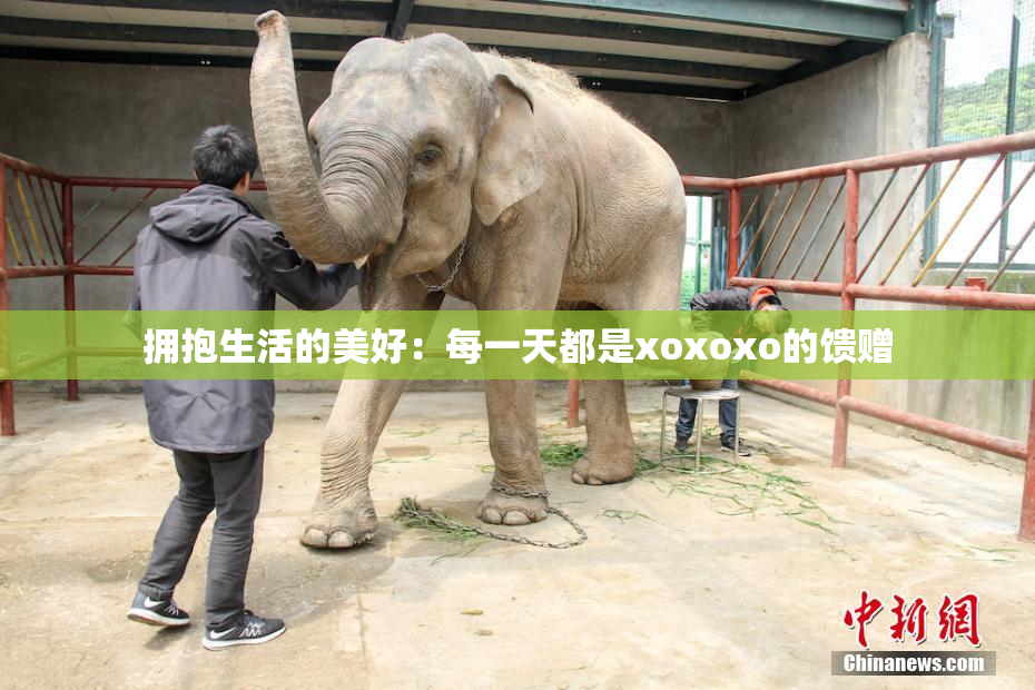 拥抱生活的美好：每一天都是xoxoxo的馈赠