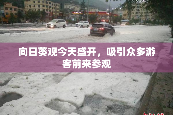向日葵观今天盛开，吸引众多游客前来参观
