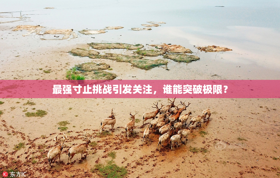 最强寸止挑战引发关注，谁能突破极限？