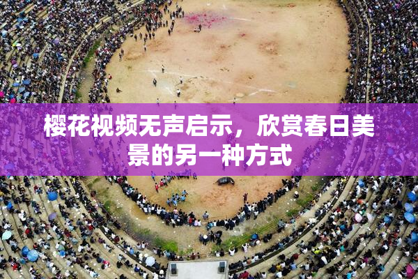 樱花视频无声启示，欣赏春日美景的另一种方式