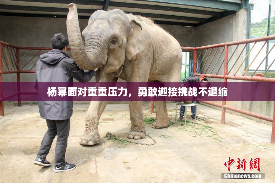 杨幂面对重重压力，勇敢迎接挑战不退缩