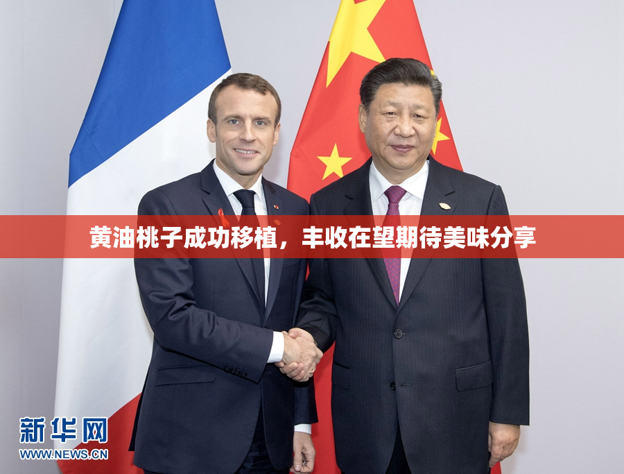 黄油桃子成功移植，丰收在望期待美味分享