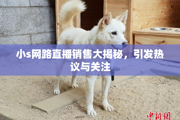 小s网路直播销售大揭秘，引发热议与关注