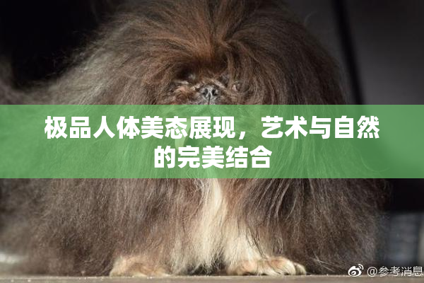 极品人体美态展现，艺术与自然的完美结合
