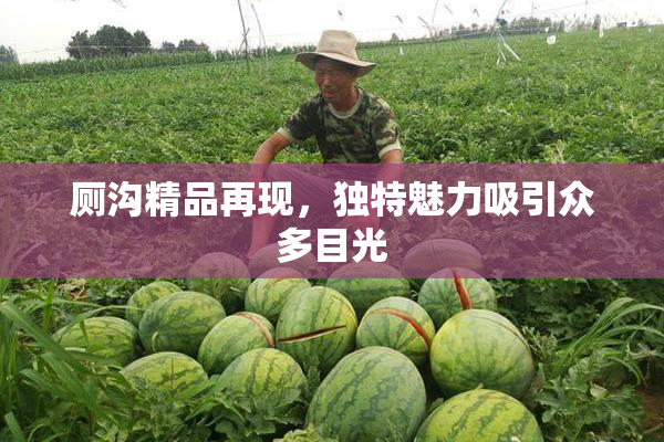 厕沟精品再现，独特魅力吸引众多目光