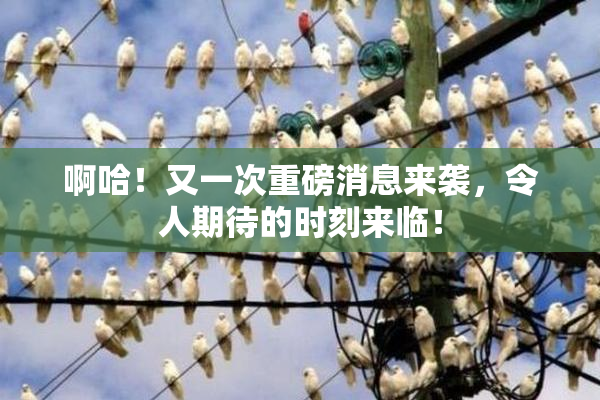 啊哈！又一次重磅消息来袭，令人期待的时刻来临！