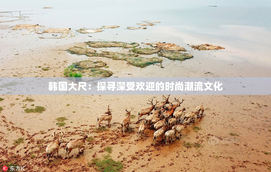 韩国大尺：探寻深受欢迎的时尚潮流文化